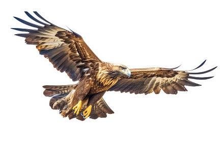 Majestic golden eagle photo, an Animal Photo by Aimagenarium@gmail.com