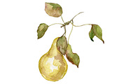 Watercolor 24 fruits set, a Food Illustration by My watercolor shop (Thumbnail 3 of 16)