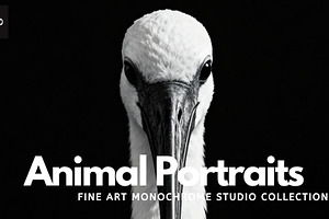 40 Animal Portraits – B&W Collection, an Animal Photo by Virgo Studio