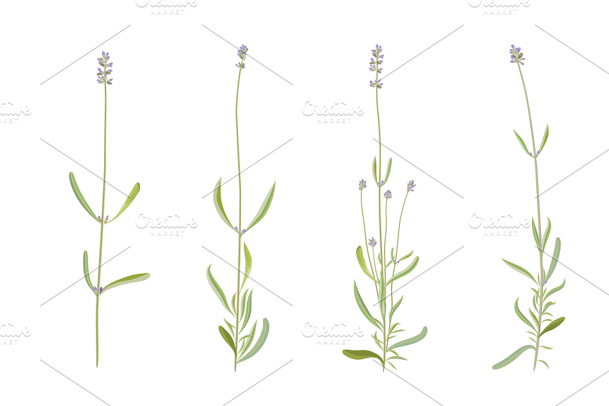 Vector object brushes. Lavender preview 7