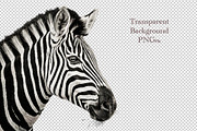 Portrait of a Zebra, an Animal Photo by VetalStock (Thumbnail 1 of 2)