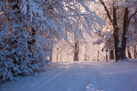 Perfect winter Christmas morning, a Nature Photo by kavram