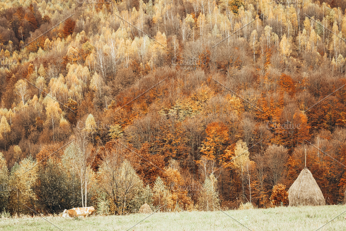 Autumn  with colorful forest, a Nature Photo by Three Design (Photo 2 of 2)