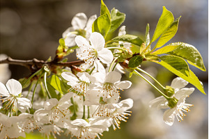 Blooming White Cherry Tree Branches
