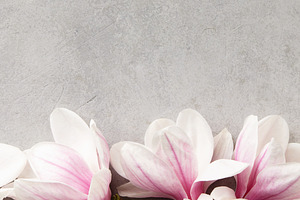 Magnolia Flower Border on Light Background with Copy Space, a Health & Medical Photo by Natalia Klenova's Shop