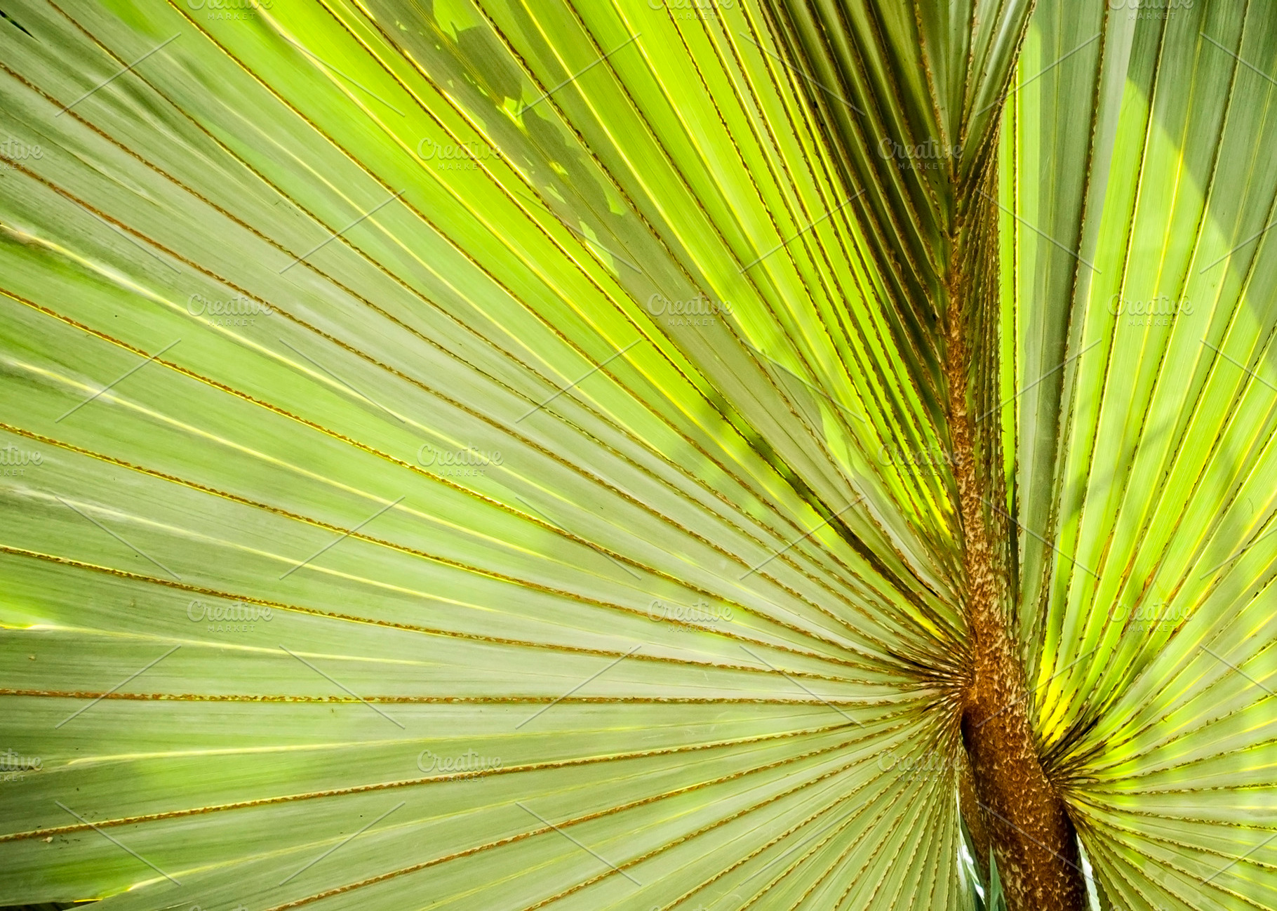 Palm Leaf Background, a Nature Photo by THP Creative