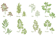 Kitchen herbs set, a Food Illustration by zmeizza (Thumbnail 2 of 7)