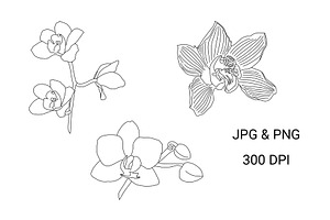 Botanical Line Drawing-ORCHID