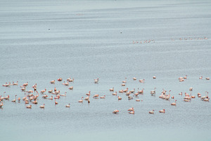Pink flamingos