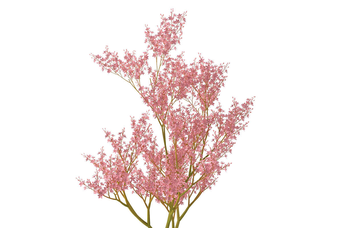 Filipendula rubra, a Plants & Tree 3D Model by AndrewWhite (Photo 3 of 11)