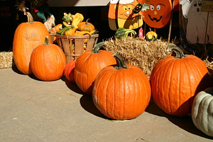 Pumpkin patch featuring pumpkins, autumn, and fall