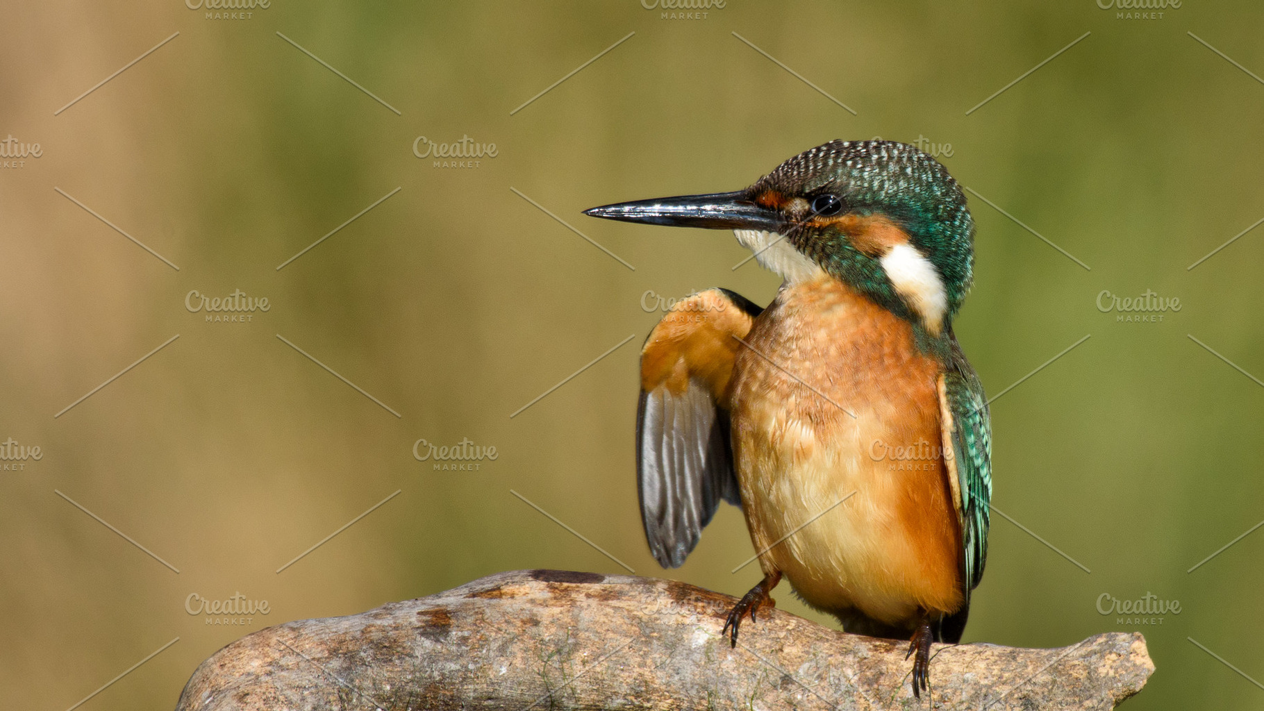 Kingfisher sitting on a stick featuring alcedo, animal, and atthis, an Animal Photo by MriyaWildlife
