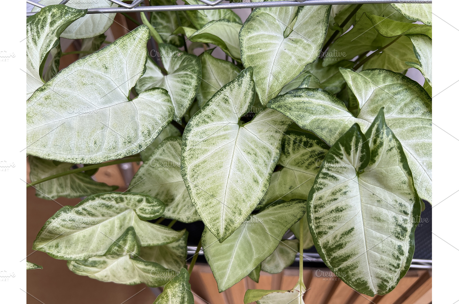 A photo of a lush, healthy Syngonium, a Nature Photo by Nadzin