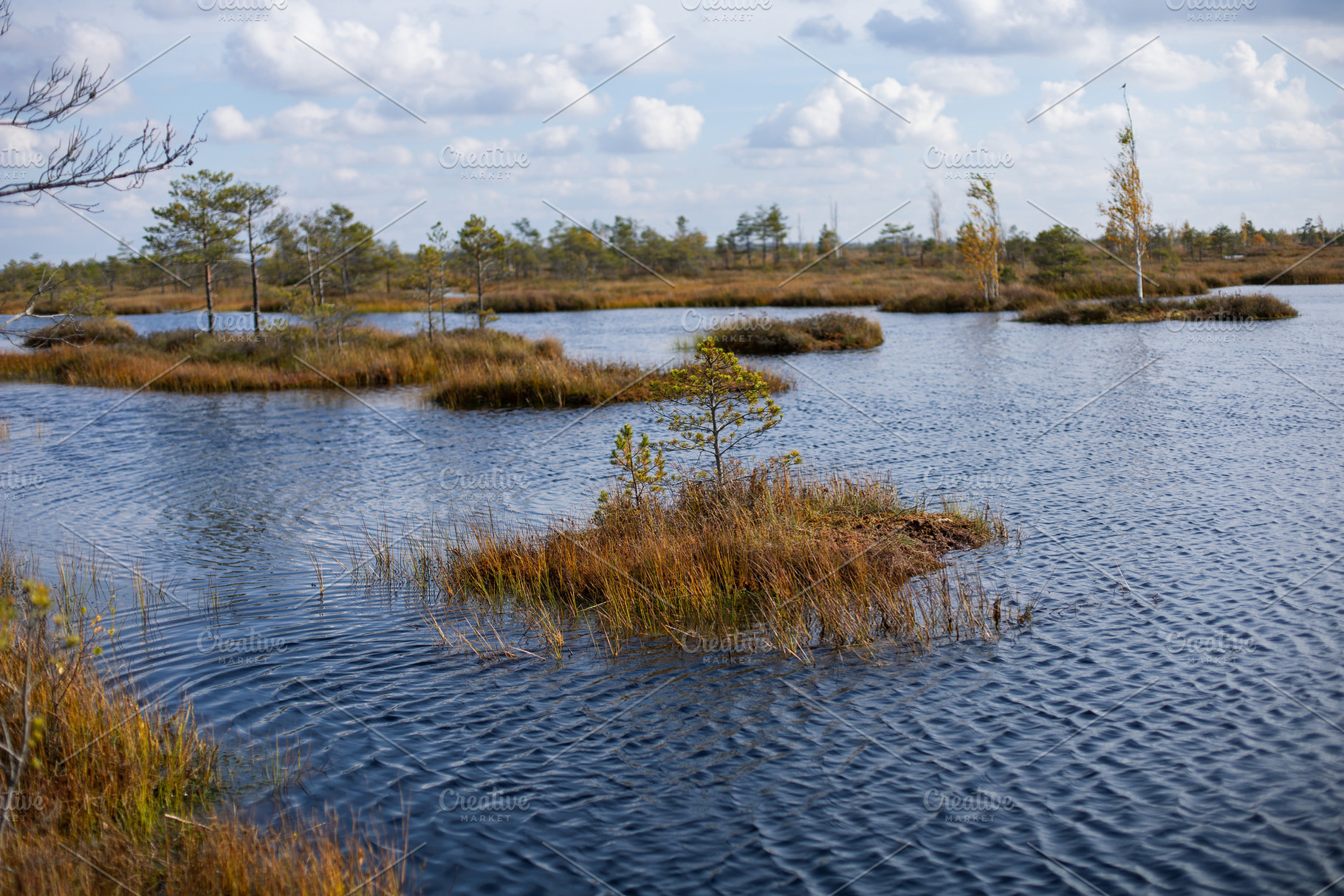 Belarusian swamp lake in Yelnya Belarus in autumn. Ecosystems environmental pro, a Nature Photo by SaulichPhoto