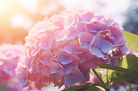 Pink Hydrangea Flowers, a Nature Photo by Iconogenic