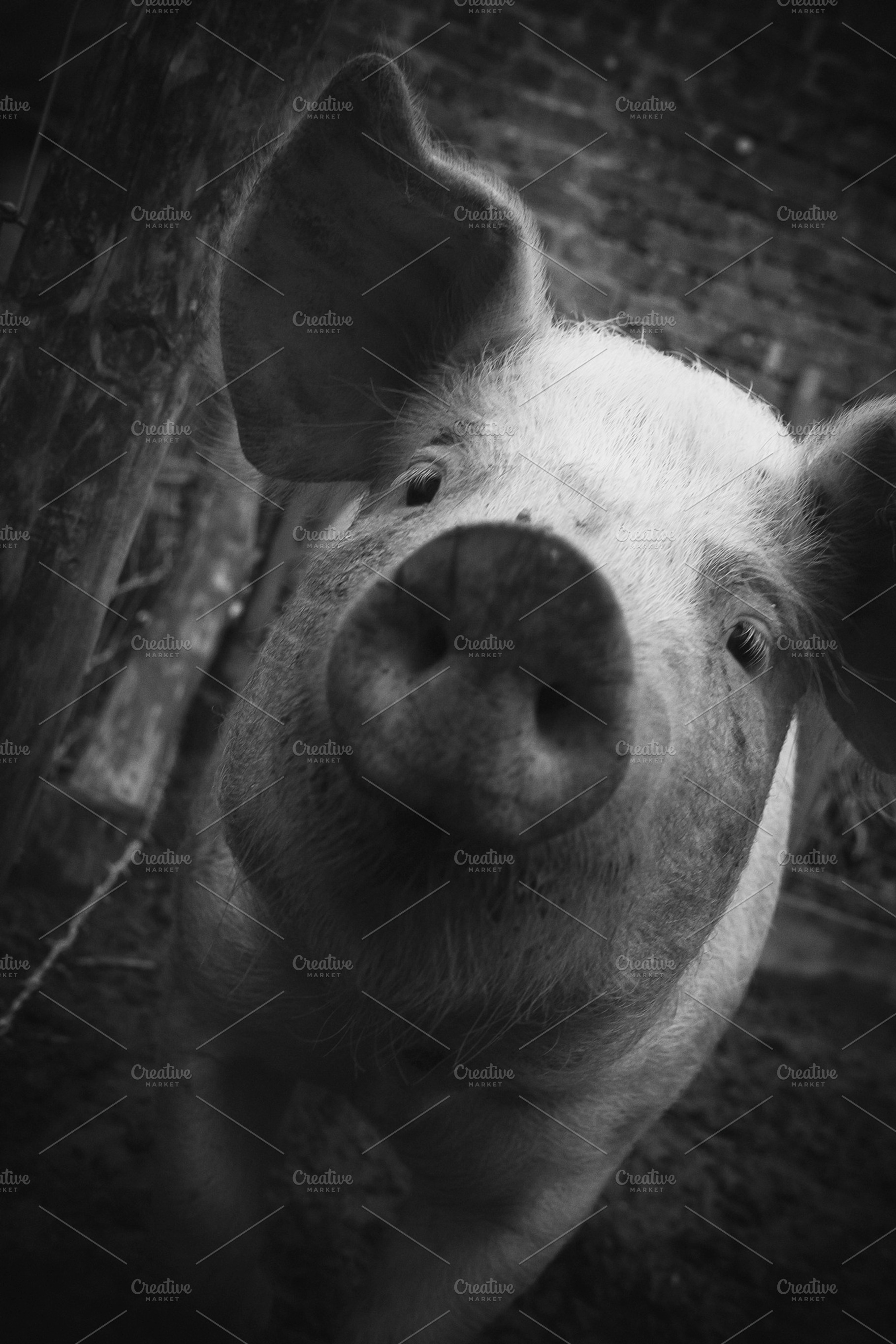 Nosy Pig