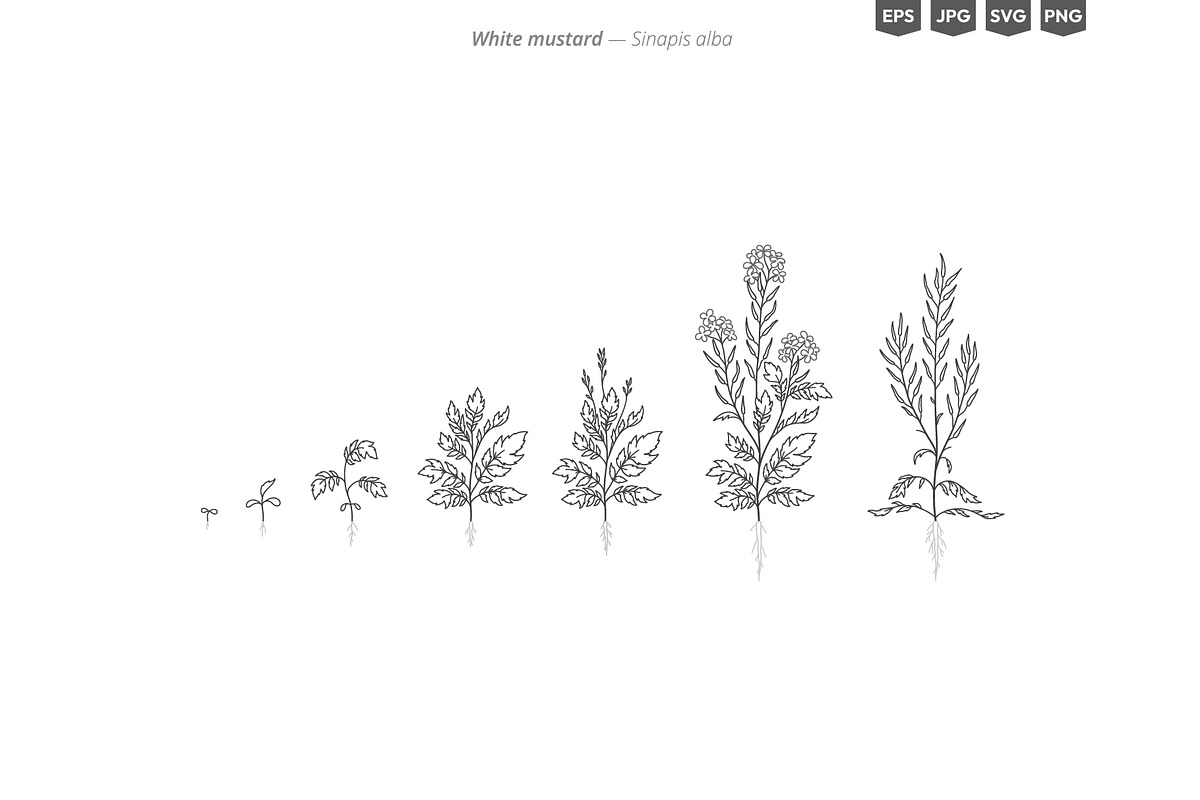 Plant Growth Stages, an Education Illustration by Ilia Design (Photo 2 of 11)
