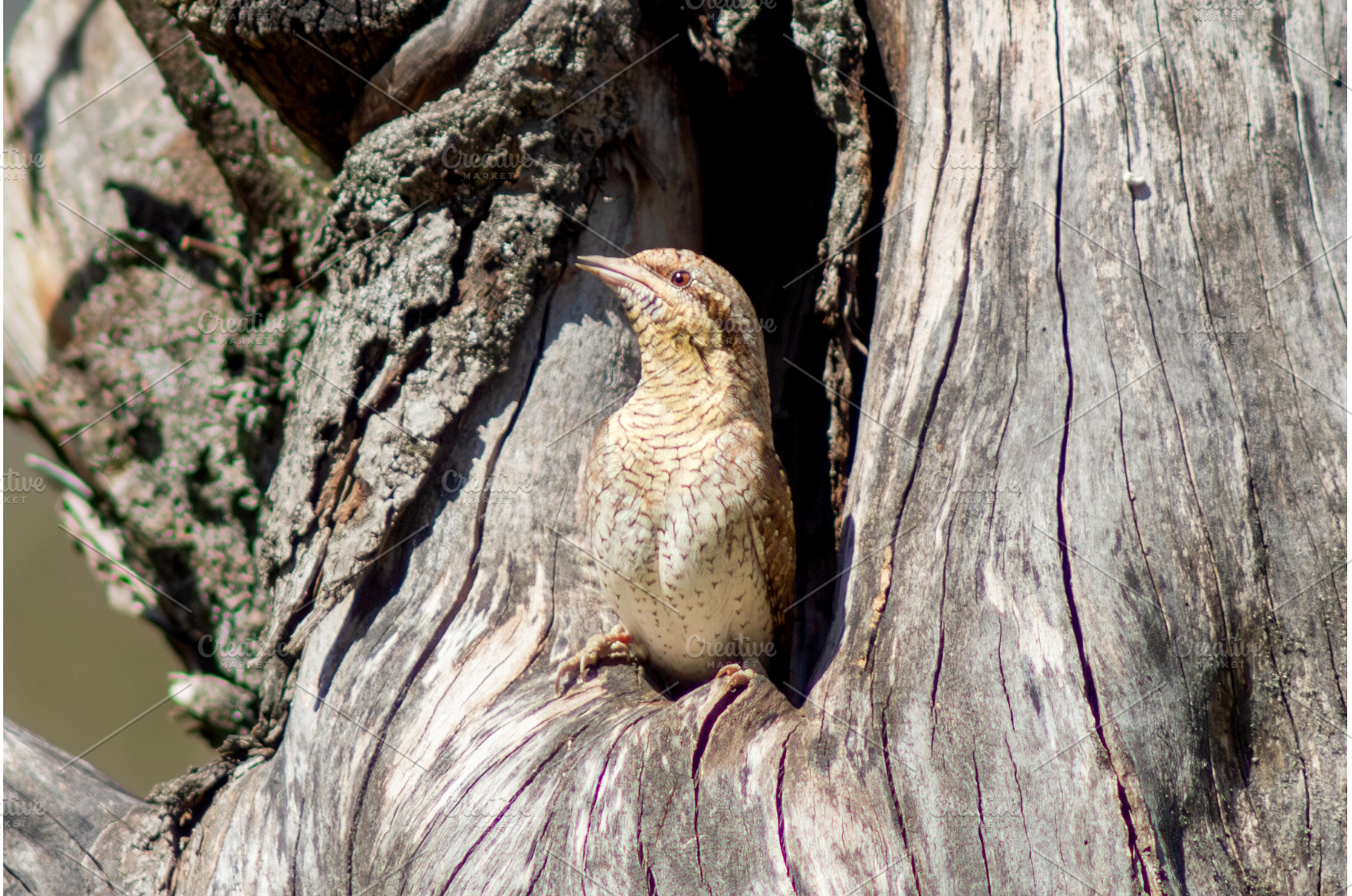Eurasian Wryneck Jynx torquilla, an Animal Photo by Pakosta