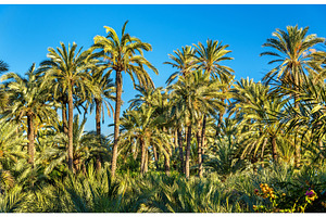 Palmeral of elche spain unesco heritage site containing spain, elche, and palm, a Nature Photo by Leonid Andronov