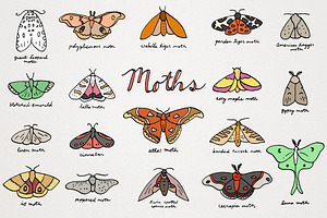 Moths of the World Illustration