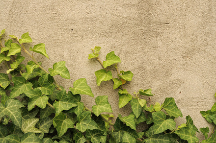 Liana growing up the wall featuring background, botany, and branch