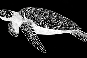 Turtle swims in dark water, a Photo by Beautiful things