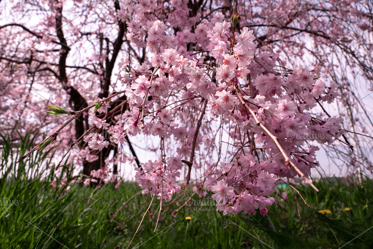 Japanese Cherry Blossom Photo Bundle, a Nature Photo by Silent Nature (Photo 10 of 10)