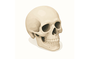 human skull isometric vector, a Healthcare Illustration by AlexArt