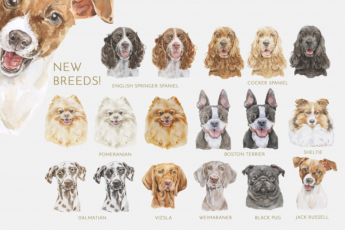 Dog Family Character Creator Clipart, an Animal Illustration by Cat In Colour (Photo 2 of 19)