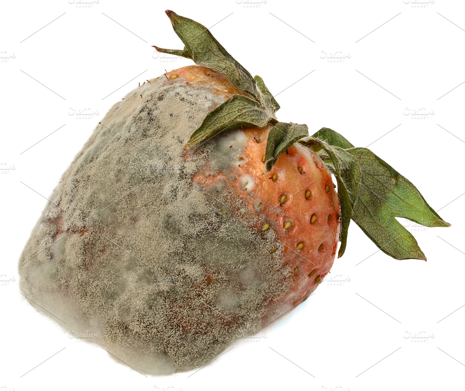 Spoiled strawberries covered with thick white and grey mold, a Food & Drink Photo by ndanko