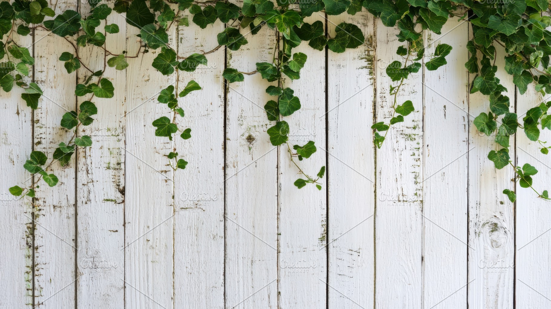 Ivy Vines on White Wooden Fence Natu, a Photo by Pixeness Studio