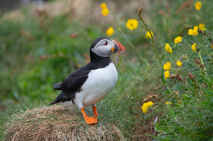 Close up of puffin bird or Fratercula in Iceland in summer seaso, an Animal Photo by Tampatra