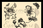 Vintage Botanical Photoshop Brushes preview 2