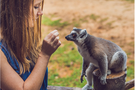 Young woman is fed Ring-tailed lemur, an Animal Photo by Elizaveta Galitskaya