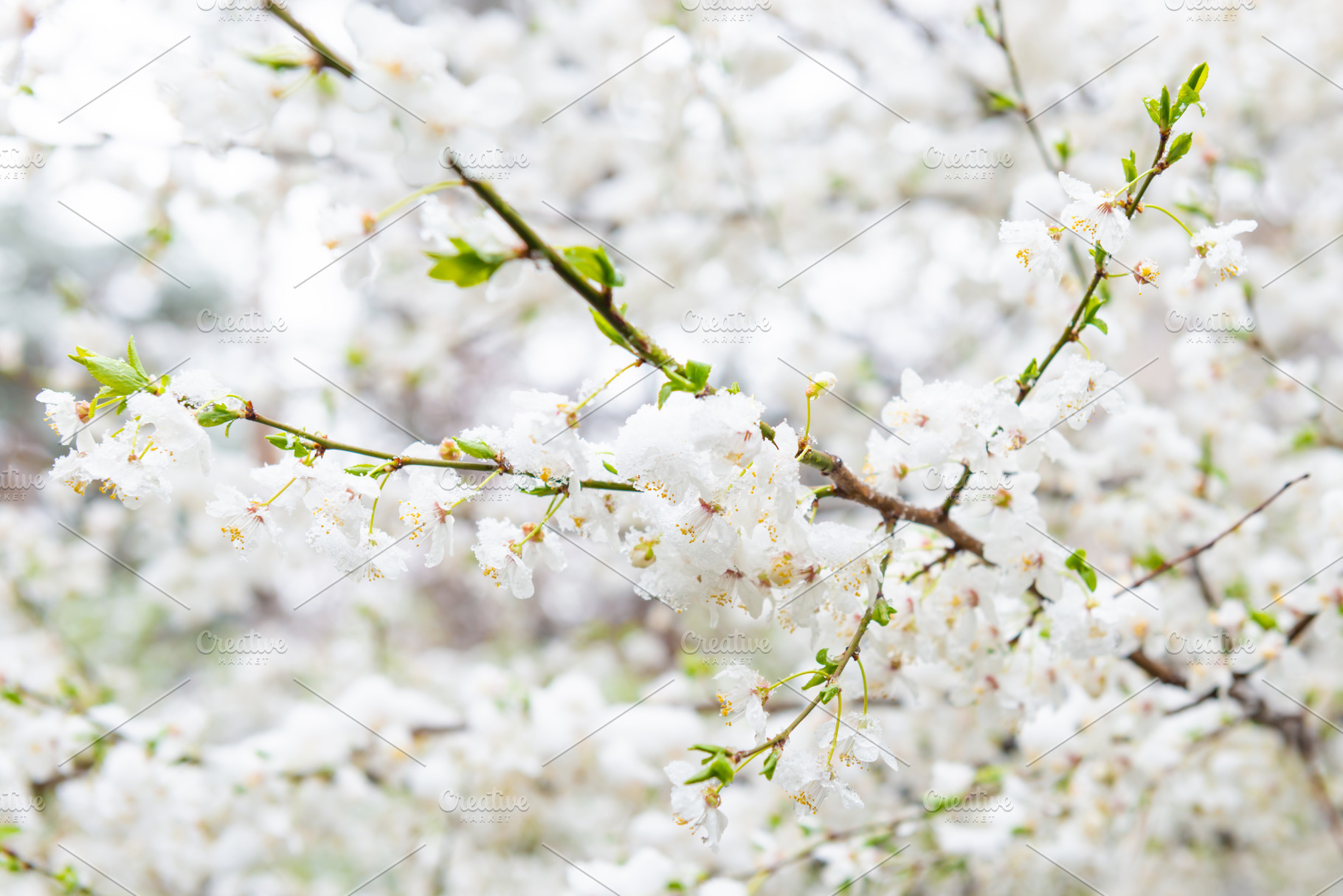 White flowers of branch cherry tree, a Nature Photo by Vapi