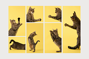 Playful Cat Studio Photo Pack, an Animal Photo by Animalistica (Thumbnail 3 of 4)