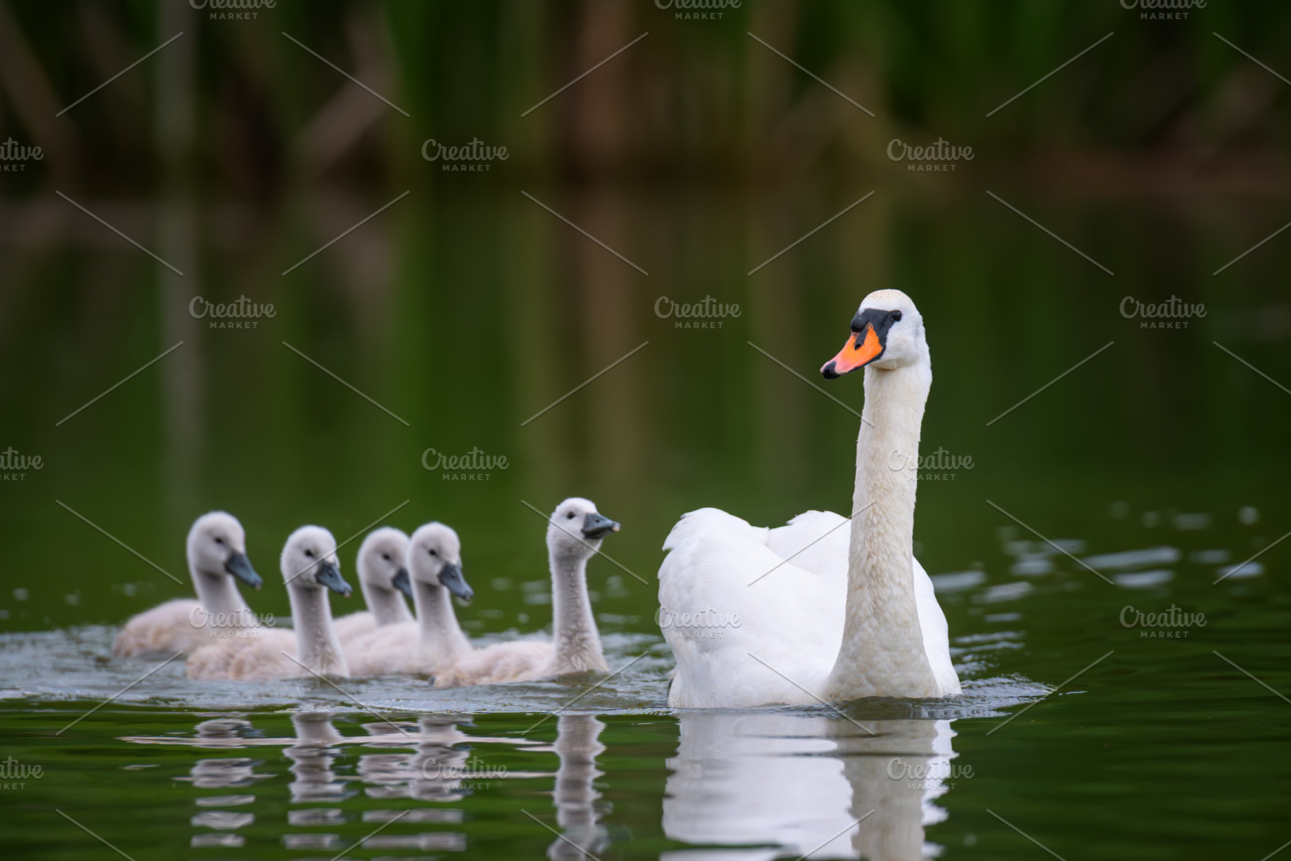 A graceful white swan leads a line of fluffy grey cygnets across, an Animal Photo by Byrdyak
