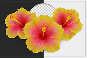 Hibiscus Flower isolated