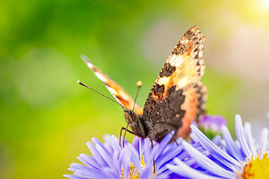 European peacock butterfly Aglais io