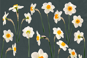 Daffodil Realistic ClipArt Specimens