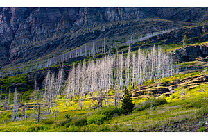 Dead trees from a wildfire burn scar, a Nature Photo by Leonid Andronov