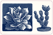 Vintage Cacti and Succulents, an Object Illustration by Mr Vintage (Thumbnail 6 of 11)