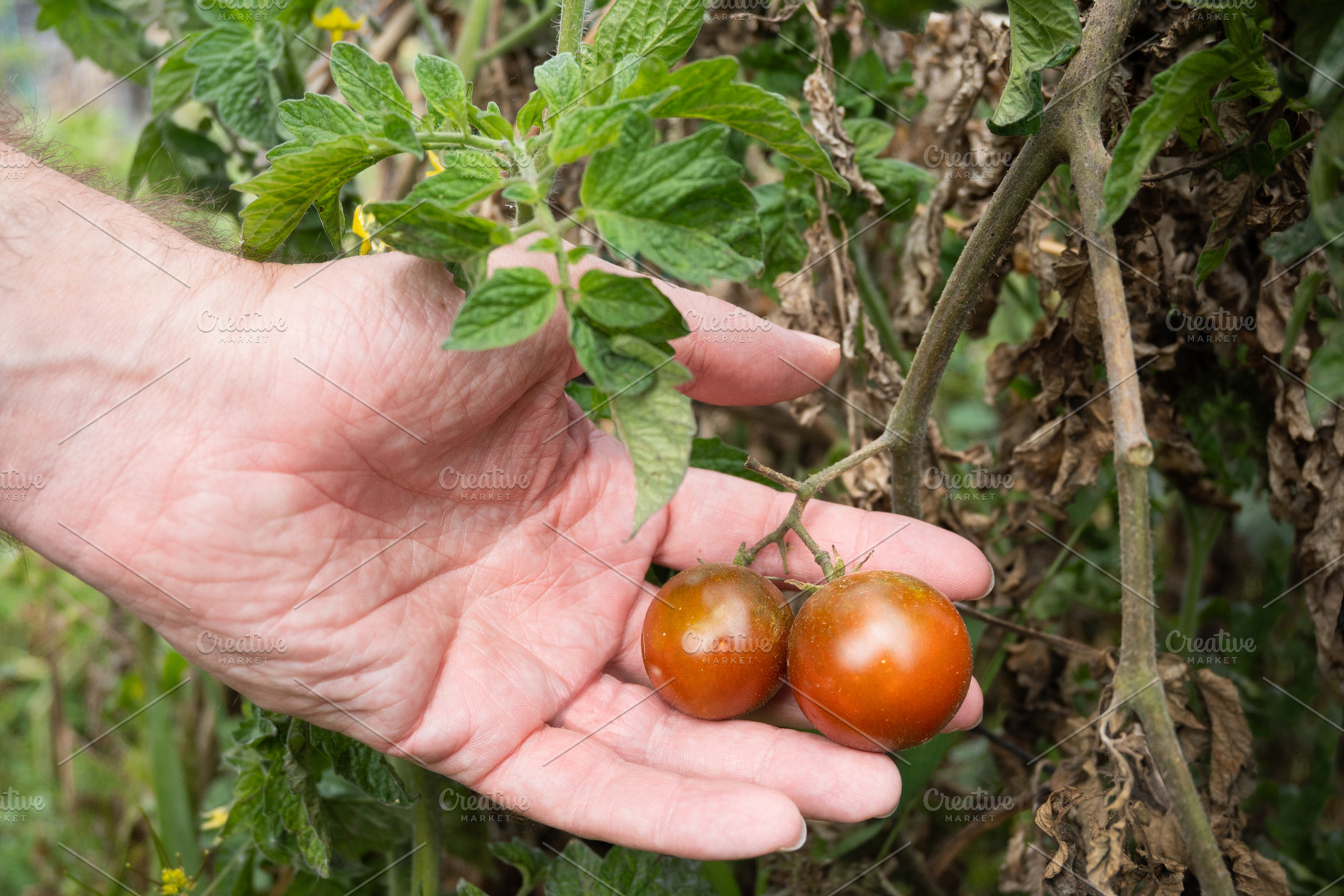 Hand holding ripe cherry tomatoes on the vine in an organic garden, a Food & Drink Photo by etorres69