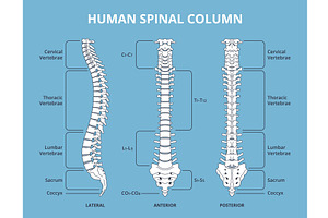 Human spinal column. Vertebral, an Object Illustration by YummyBuum