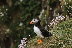 Atlantic Puffin bird, an Animal Photo by Virgo Studio