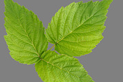 Bundle of isolated green leaves, a Nature Photo by Anatoliy Sadovskiy (Thumbnail 7 of 10)