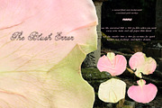 The Blush Error - Floral Backgrounds, a Wallpaper Graphic by Purple (Thumbnail 7 of 12)
