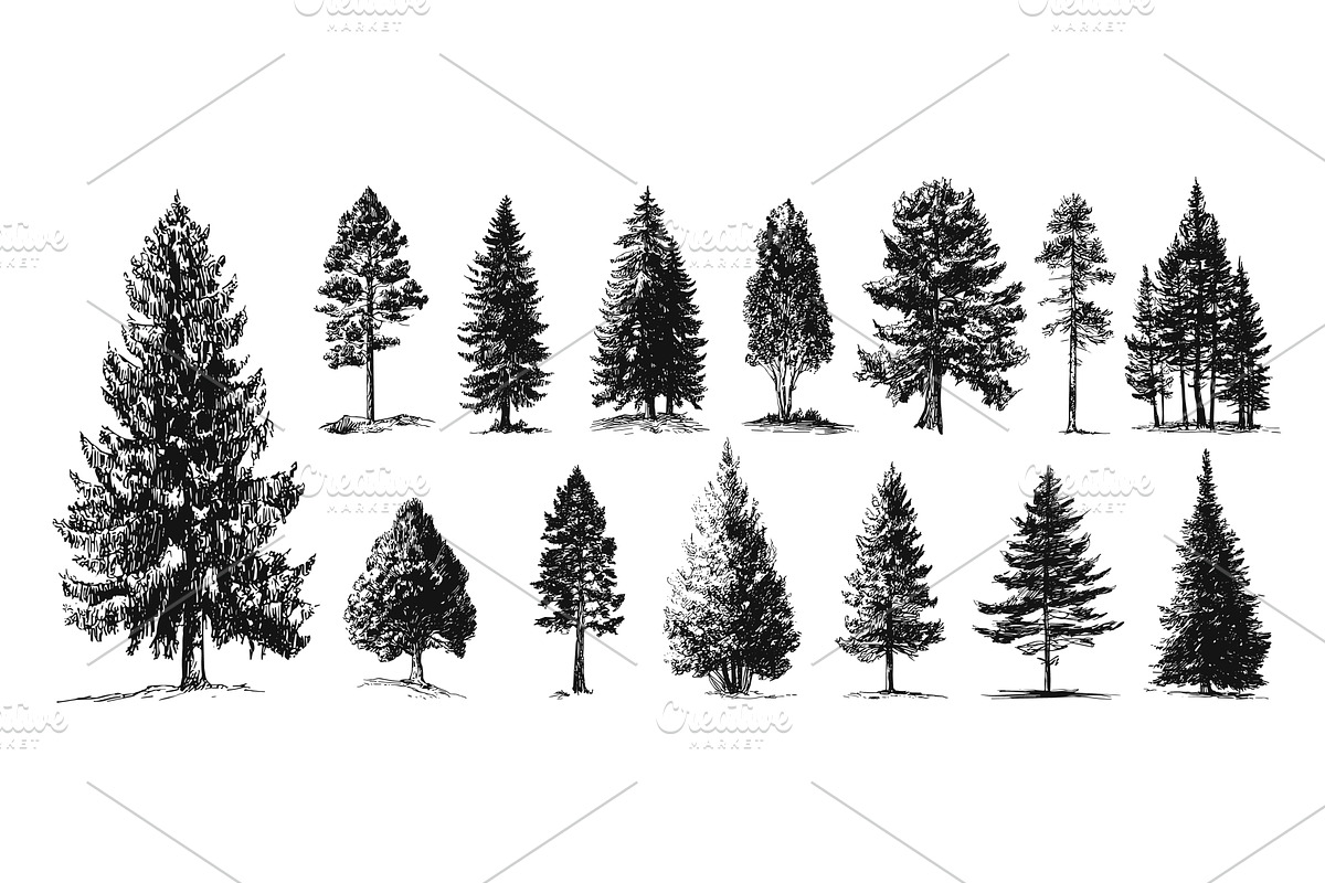Pines sketch. Isolated pine tree, an Object Illustration by Valerie Bodnar