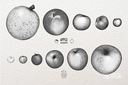 Apples With Colour Pencils + Bonus, a Food Illustration by Andrea Tardivo (Thumbnail 5 of 15)