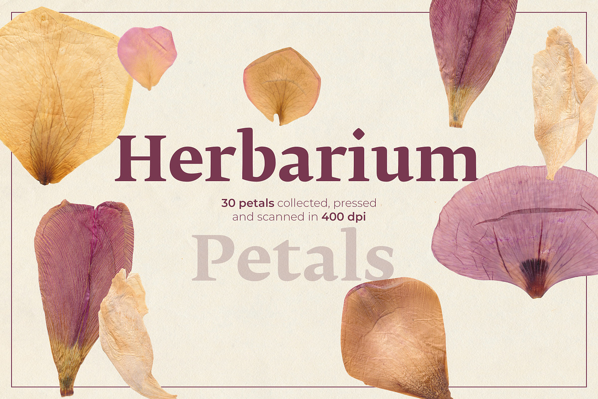 Dried Flower Petals PNG Clipart, a Decorative Illustration by dlinnaya (Photo 1 of 6)
